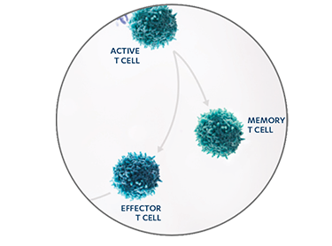 Mechanism of action diagram Mechanism of action diagram