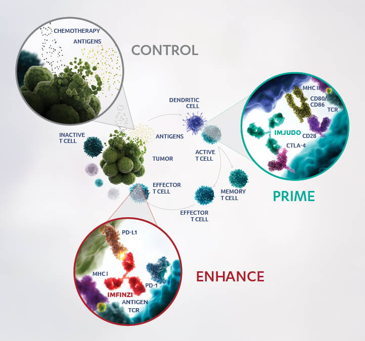 POSEIDON Regimen Preclinical Models Image