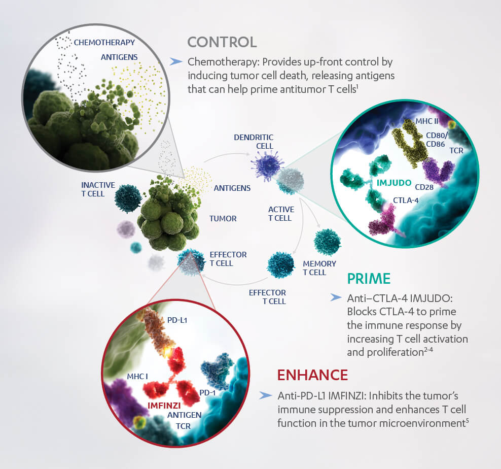 POSEIDON Regimen Preclinical Models Image