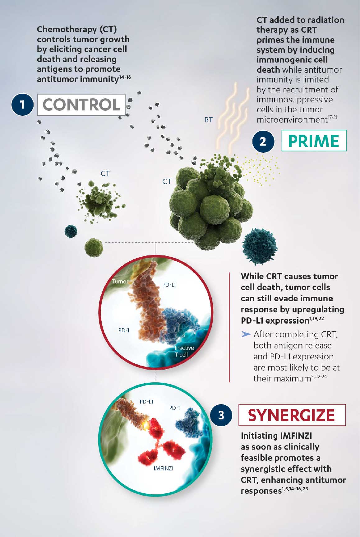 Chemoradiotherapy (CRT) and IMFINZI Enhance Antitumor Immunity Illustration on Chemoradiotherapy (CRT) and IMFINZI Enhancing Antitumor Immunity